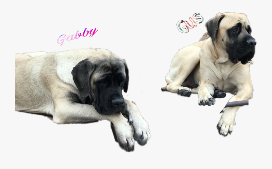 Pet Mastiff Peachymastiff Gus Gabby - Giant Dog Breed, Transparent Clipart