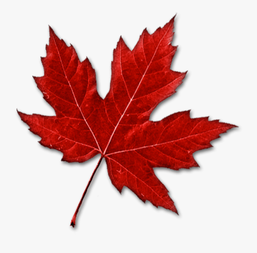 Canada Maple Leaf Clip Art - Real Canadian Maple Leaf, Transparent Clipart