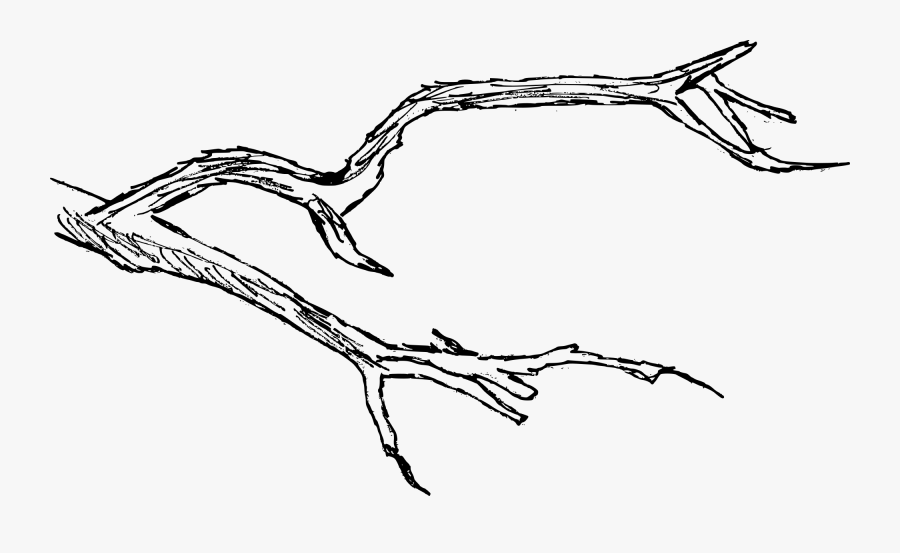 Tree Branch Transparent - Tree Branch Drawing, Transparent Clipart