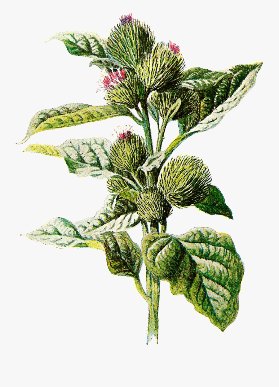 Burdock Botanical Illustration, Transparent Clipart
