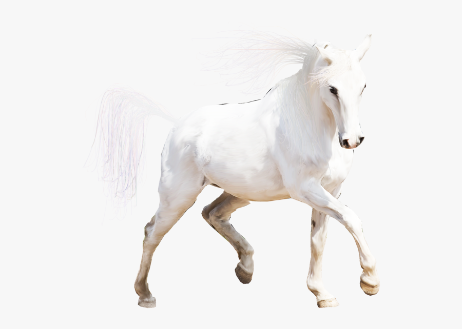 Stallion, Transparent Clipart