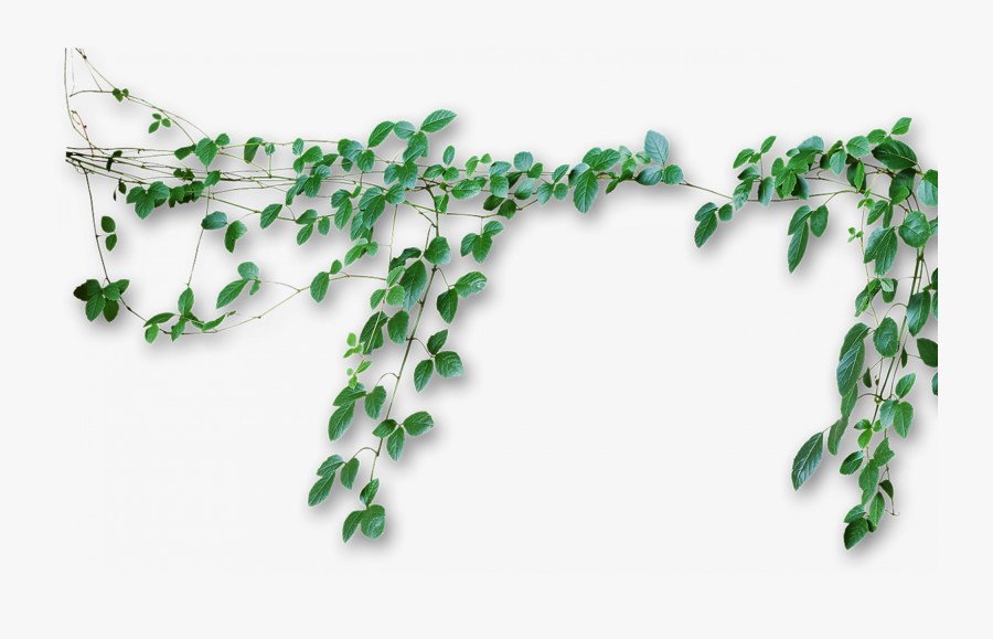 Vines Transparent Background, Transparent Clipart