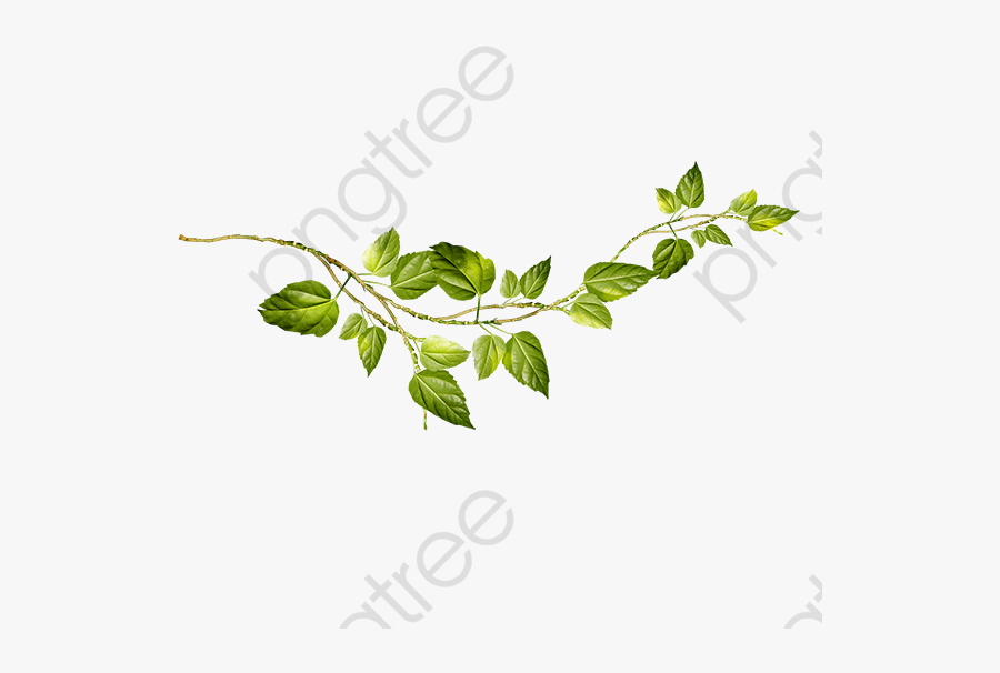 Vines Clipart Leaves - Green Vines Png, Transparent Clipart