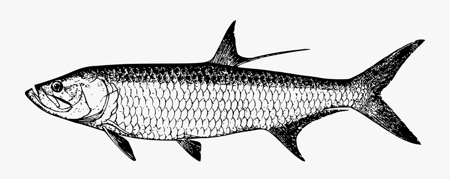 Tarpon Big Image Png - Milkfish Clipart Black And White, Transparent Clipart