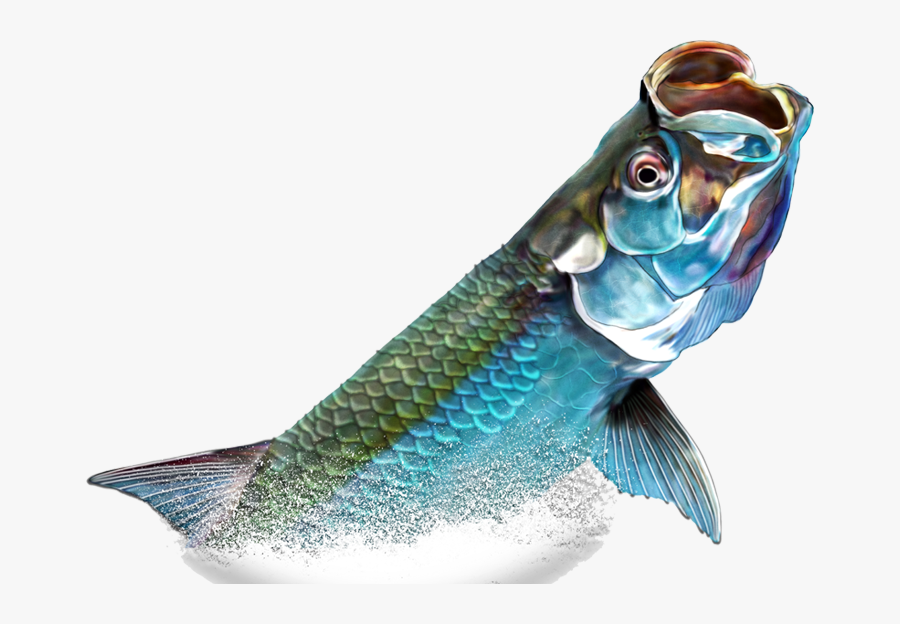 Tarpon Fish Png, Transparent Clipart