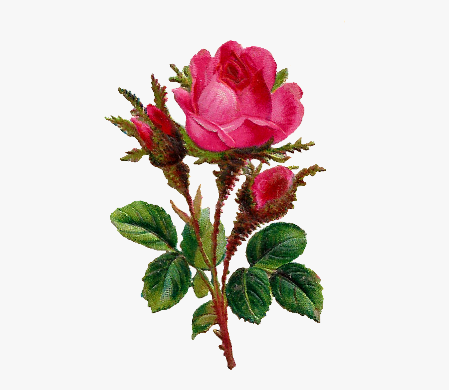The First And Third Digital Pink Rose Images Look Very - Botanical Flower Rose, Transparent Clipart