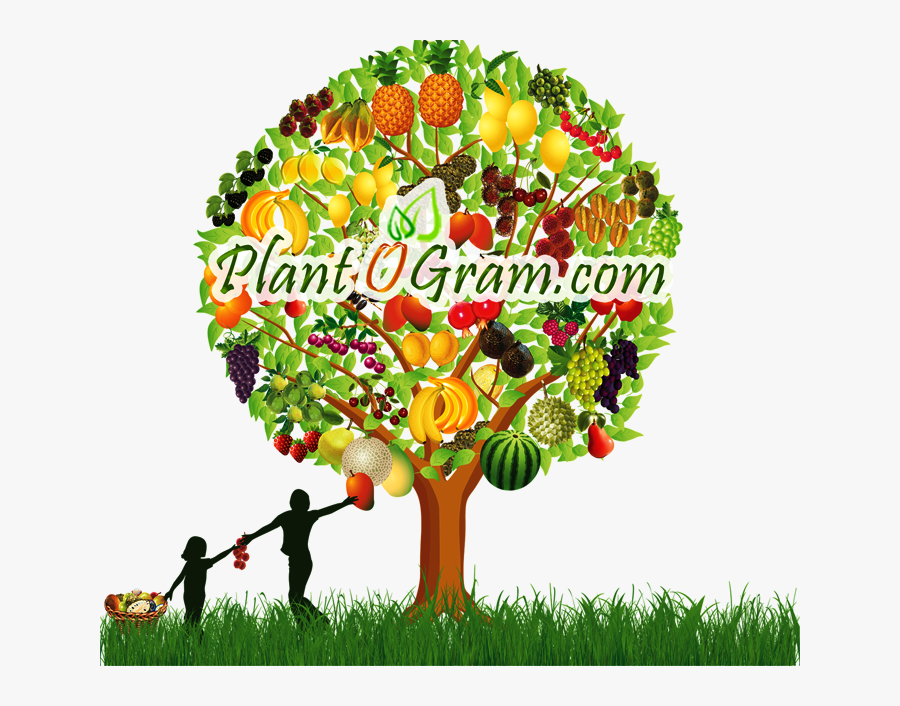 Clipart Mango Fruit Trees, Transparent Clipart