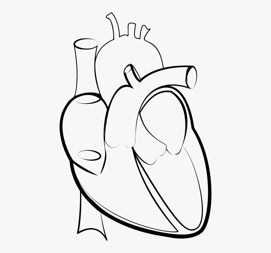 Drawing Line Art Heart Hartlijn, Transparent Clipart
