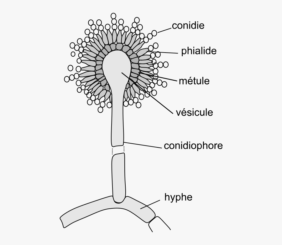 Clip Art Black Bread Mold - Easy Diagram Of Aspergillus, Transparent Clipart