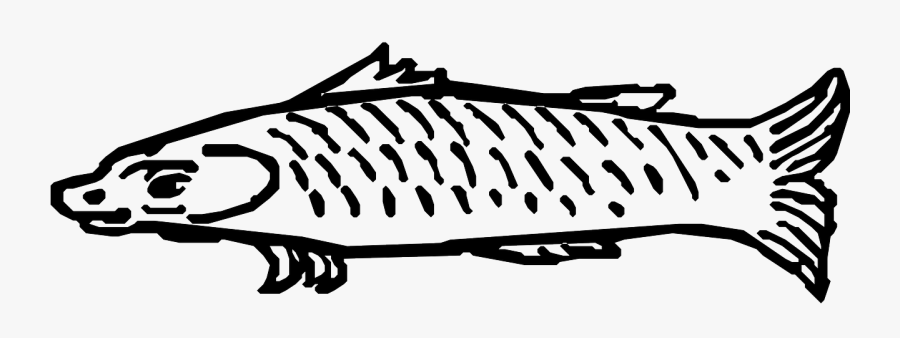 Fish Aquatic Animals Free Photo - Fish, Transparent Clipart