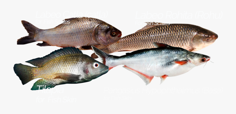 Transparent Fish Scales Png - Oily Fish, Transparent Clipart