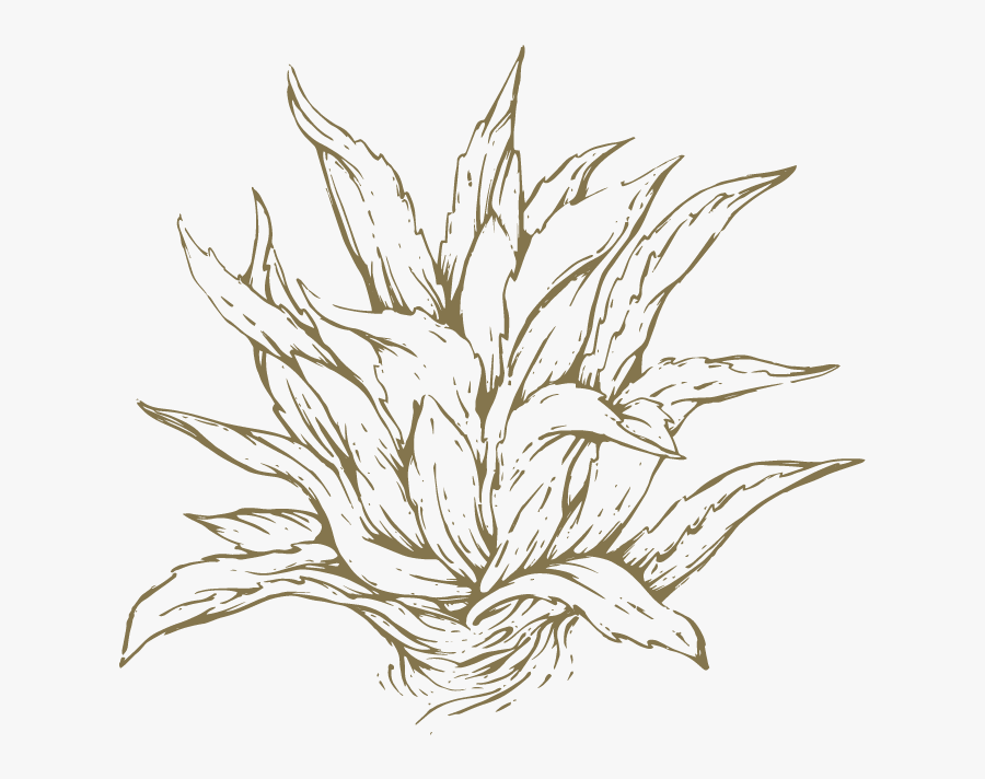 Aloe Drawing Bush - Sketch, Transparent Clipart