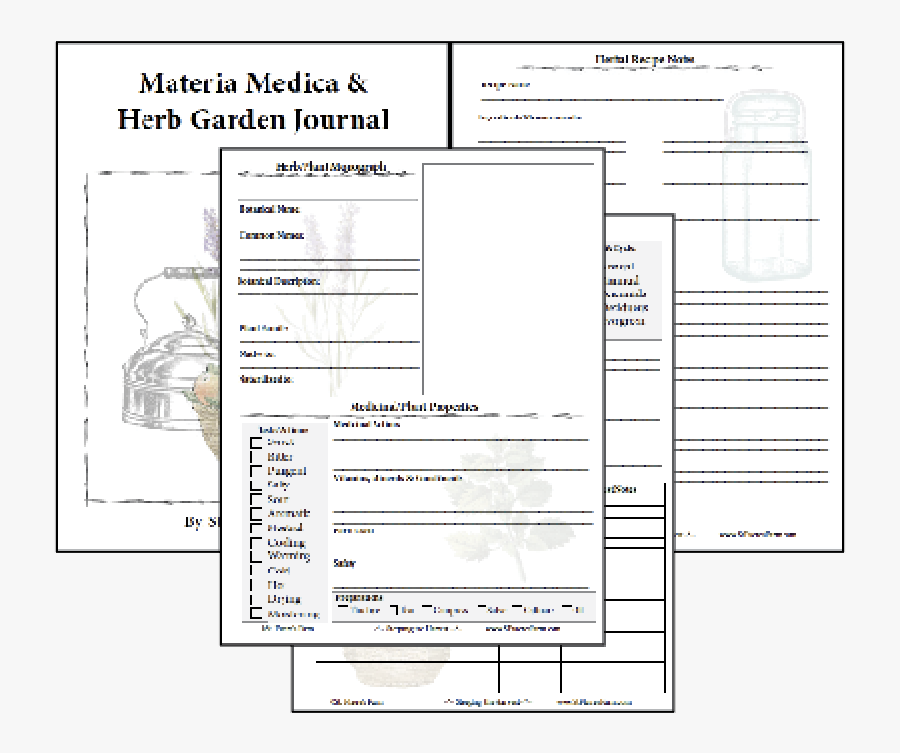 Cornflower Drawing Bachelor Button - Journal Pages Printable Herbs, Transparent Clipart