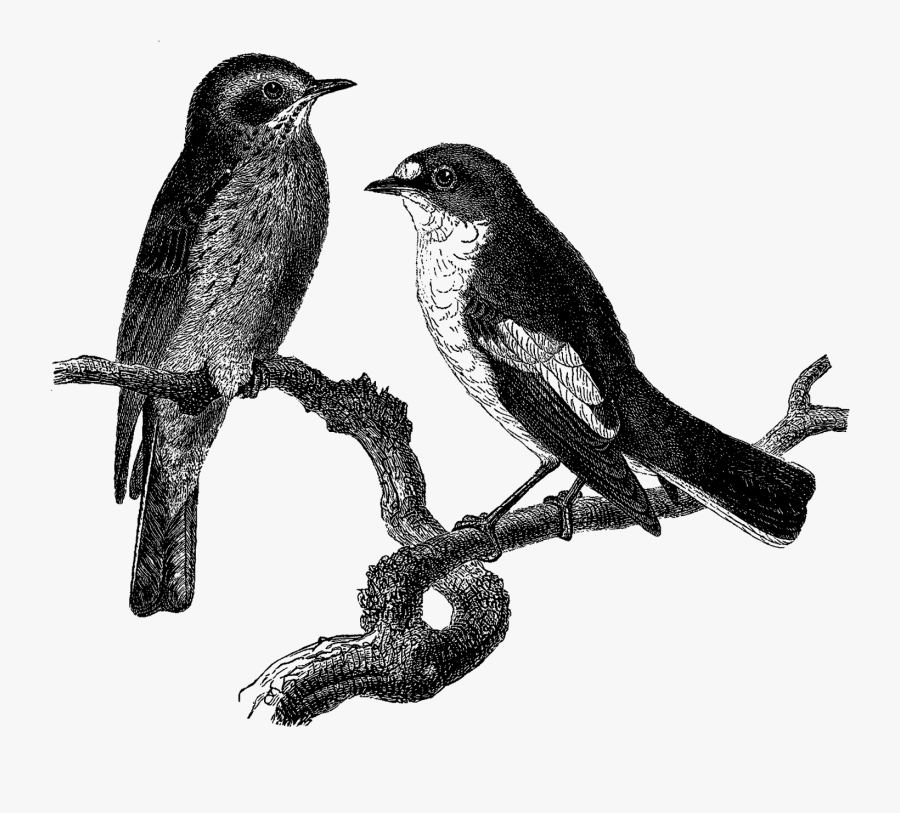 Nightingale, Transparent Clipart