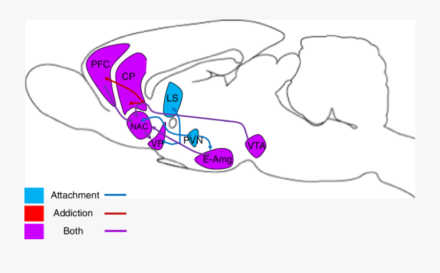 Overlapping Circuits For Attachment And Addiction, Transparent Clipart