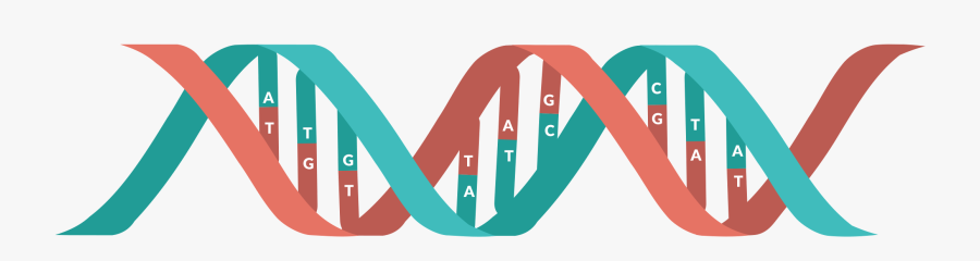Transparent Dna Genetics Clipart Transparent, Transparent Clipart