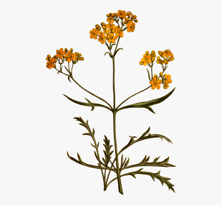 Plant,flora,common Tansy - Tansy Plant Illustration, Transparent Clipart