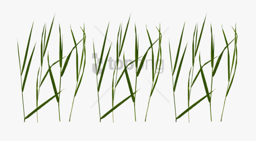 Blade Texture Image With - Transparent Blade Of Grass, Transparent Clipart