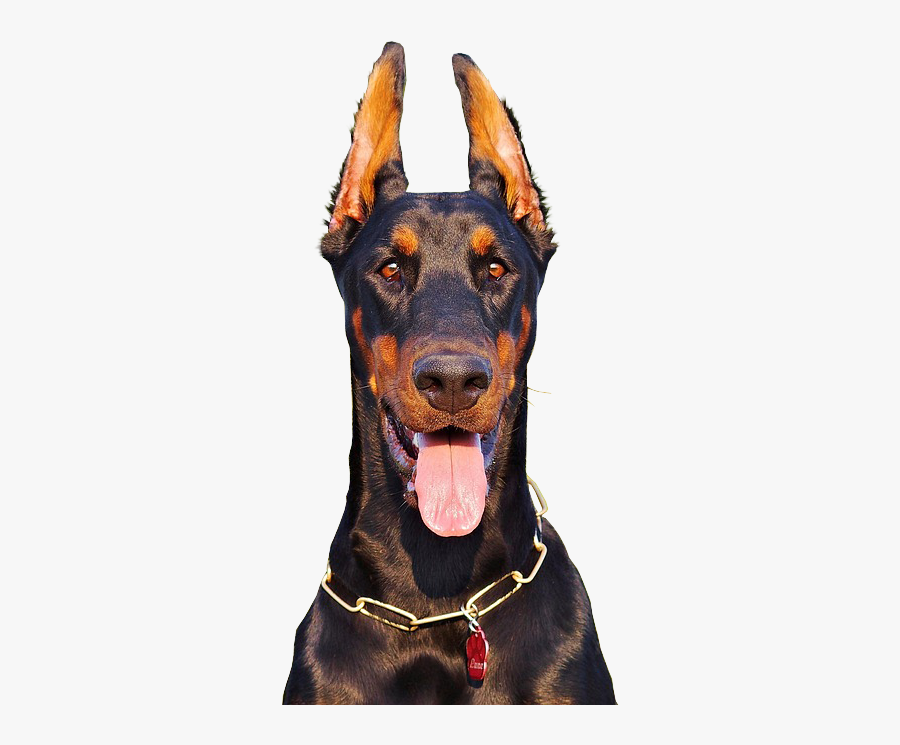 Doberman With Tongue Hanging Out - Doberman Png, Transparent Clipart