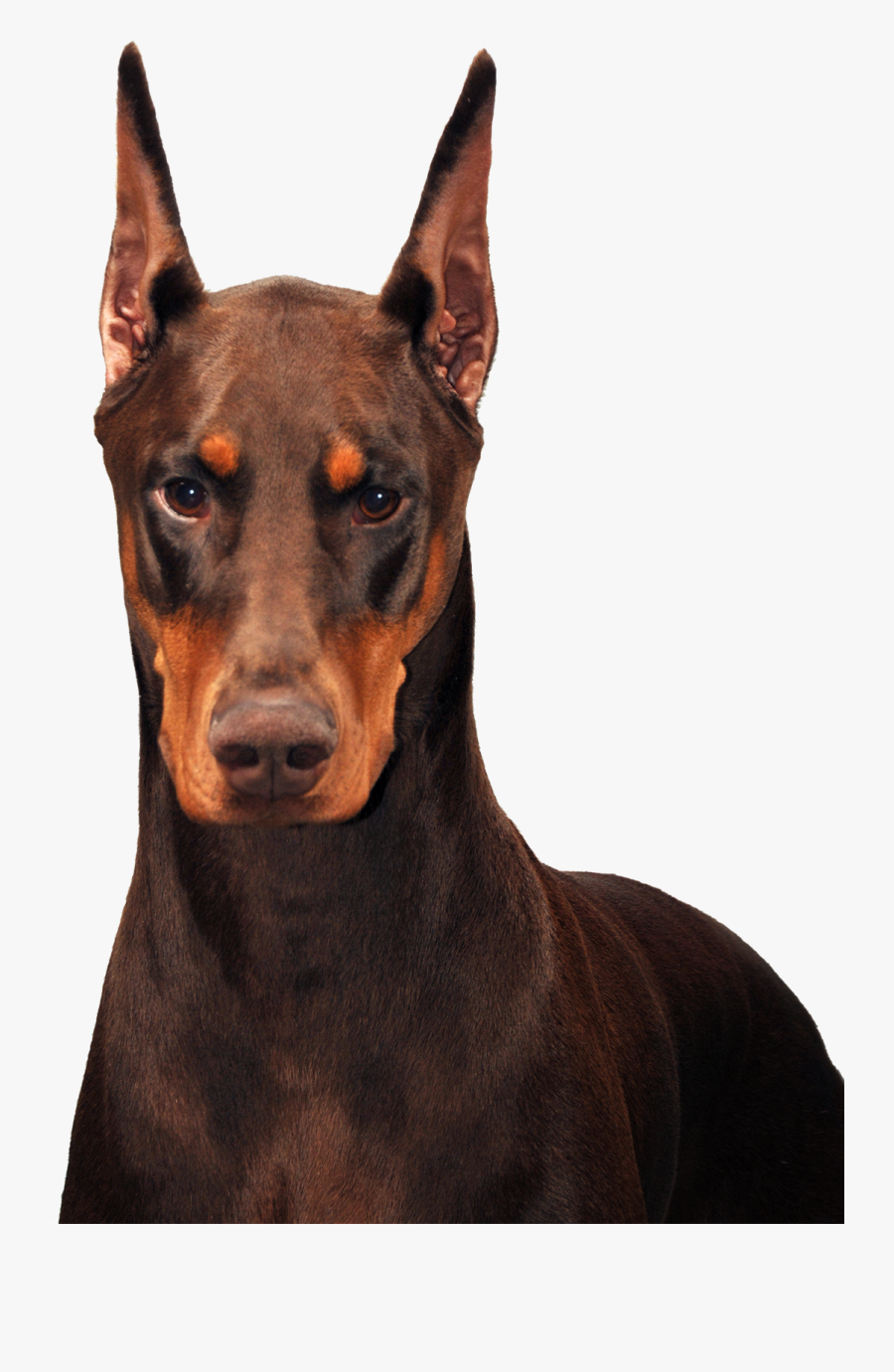Schohaus Dobermans Home Of - Transparent Doberman Png, Transparent Clipart