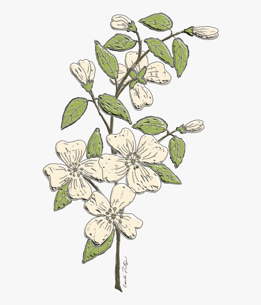 #dogwood #flowers #branch #floral #freetoedit - Jasmine, Transparent Clipart