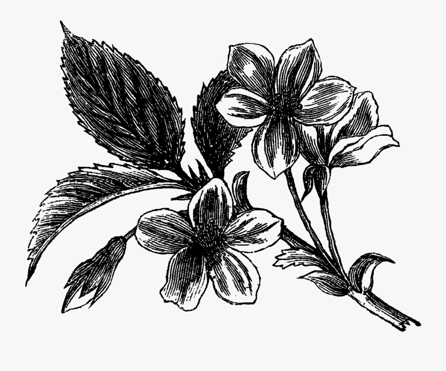 Bryony Flower Drawing, Transparent Clipart