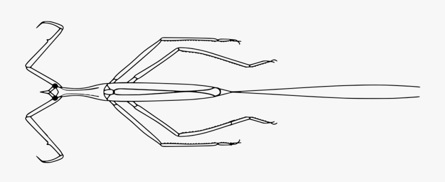 Walking Sticks, Stick Bug, Stick Insect, Phasmatodea - Stick Insect Clipart Black And White, Transparent Clipart