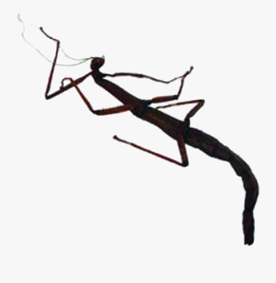 Mantis, Transparent Clipart