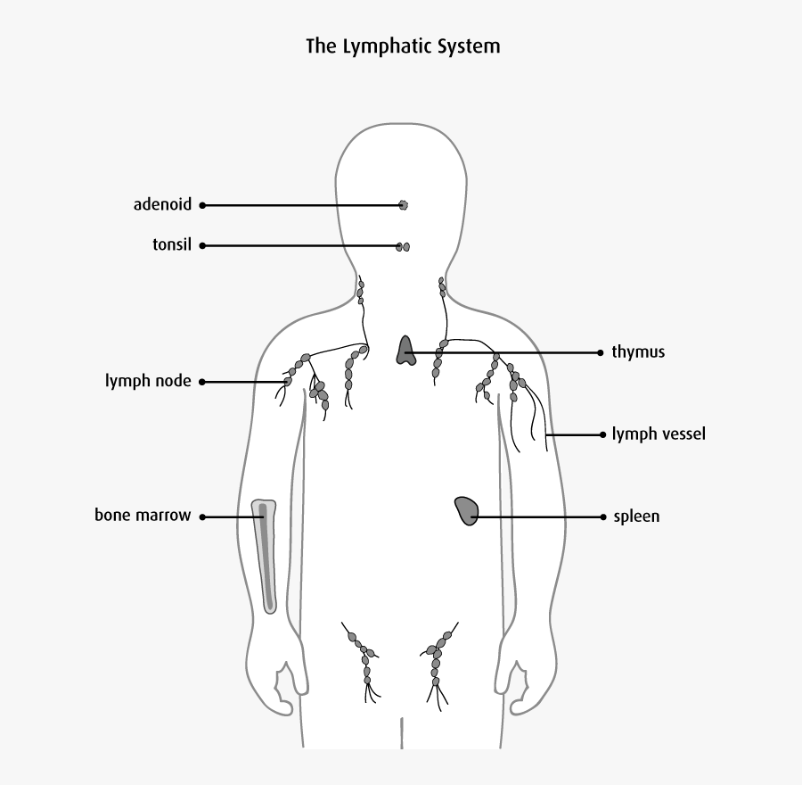 Non Hodgkin"s Lymphoma Png , Transparent Cartoons - Non Hodgkin's Lymphoma Png, Transparent Clipart