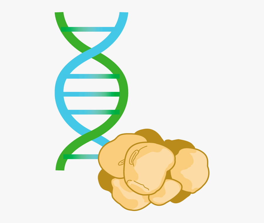 Barley - Dna Simple, Transparent Clipart