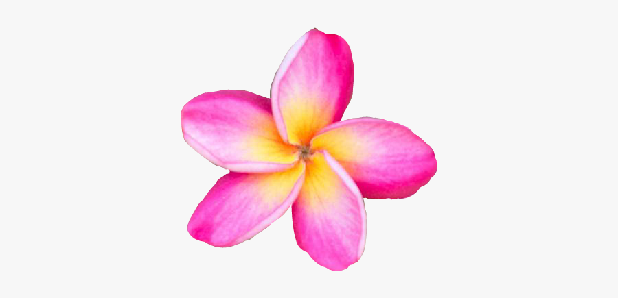 #freetoedit #flower #plumeria #pink #yellow #pretty - Frangipani, Transparent Clipart
