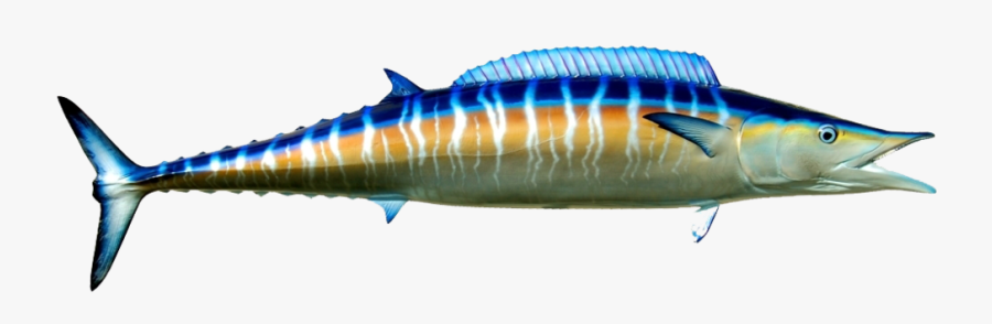 Marlin Clipart Wahoo - Wahoo Fish, Transparent Clipart
