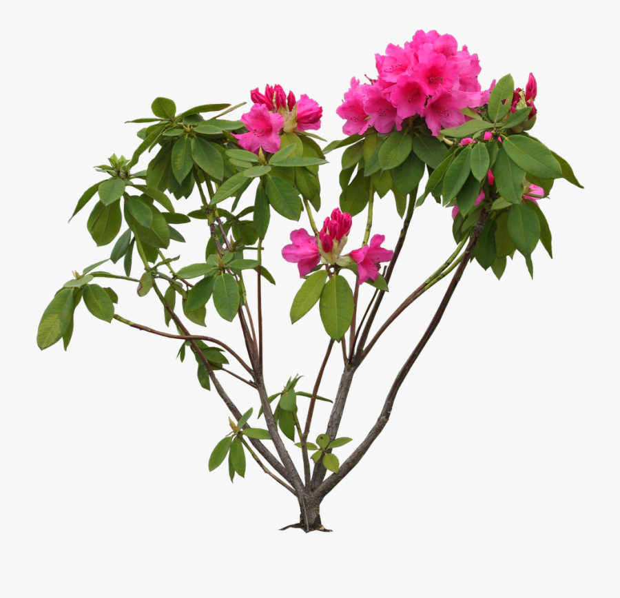 Flowers Images Hd Psd, Transparent Clipart