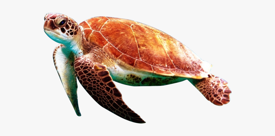 Sea Turtles Transparent Background Png Image Free Download - Realistic Turtle Clip Art, Transparent Clipart