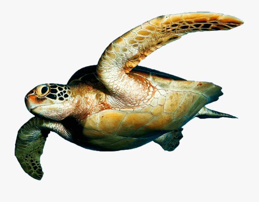 Transparent Sea Turtle Png, Transparent Clipart