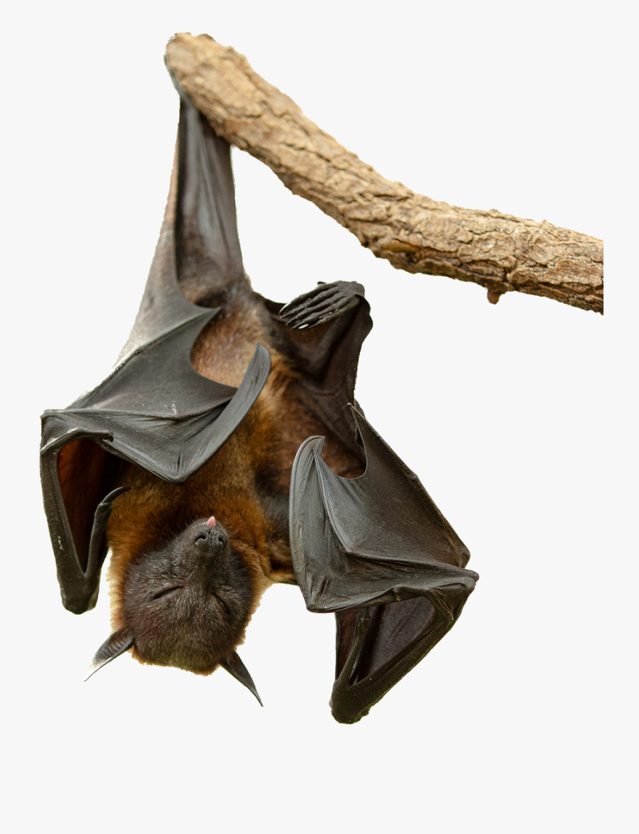 Flying Fox 05 Png By - Flying Fox Png, Transparent Clipart