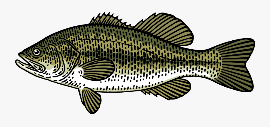 Black Bass Fishing Charters Png - Goldfish, Transparent Clipart