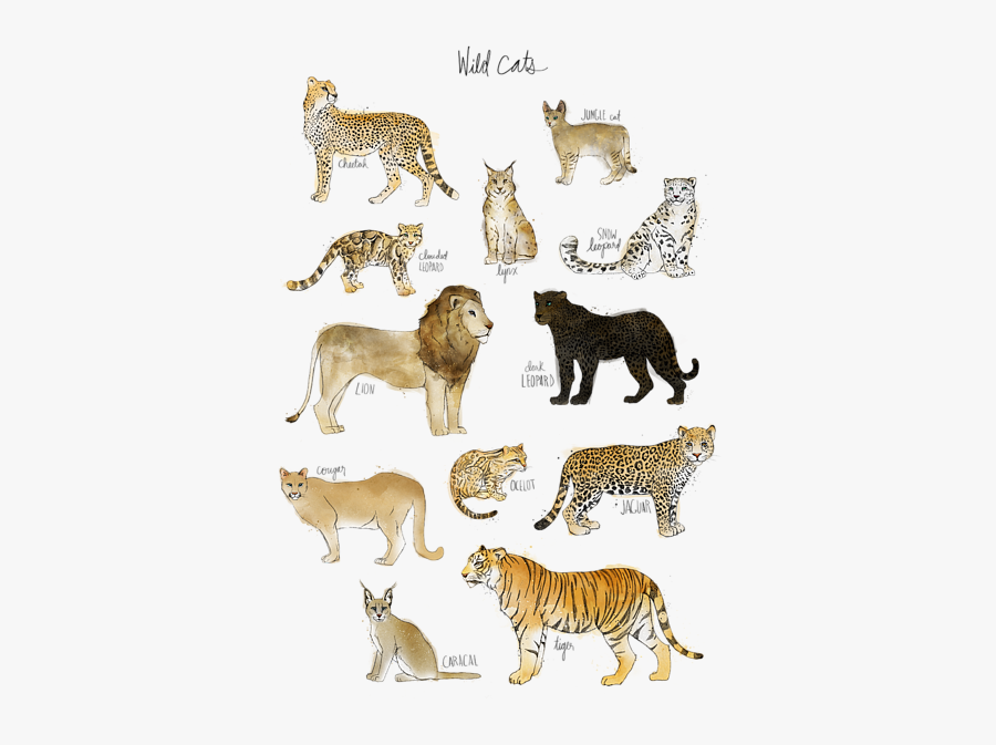 Wild Cats Amy Hamilton, Transparent Clipart