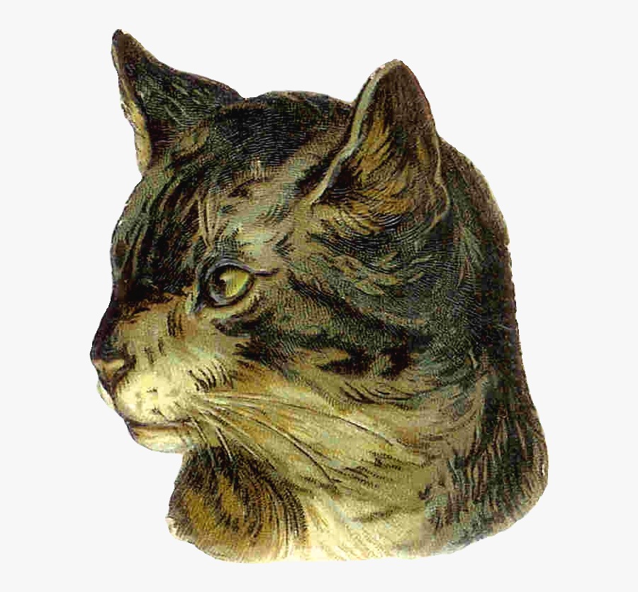 Cat, Transparent Clipart