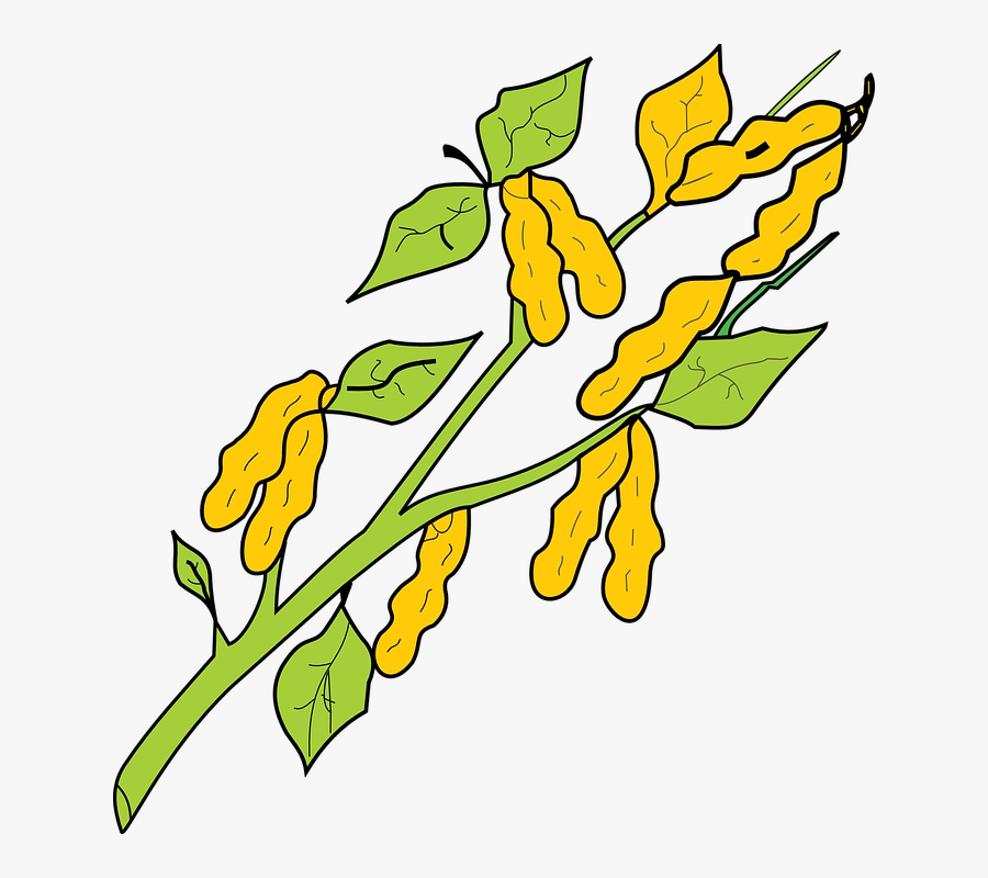 Peanut Clipart Ground Nut - Dibujo De La Planta De Mani, Transparent Clipart