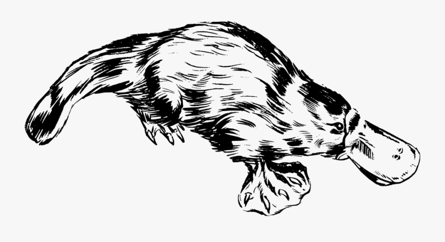 Platypus, Animal, Aussie, Australian, Biology, Mammal - Platypus Line Art, Transparent Clipart