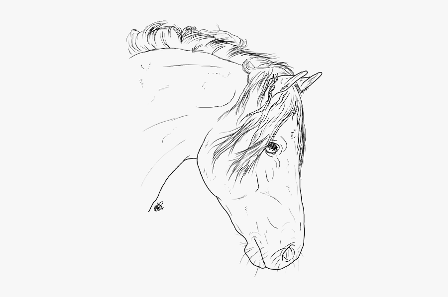 Shot Clipart Sketch - Horse Head Line Art, Transparent Clipart
