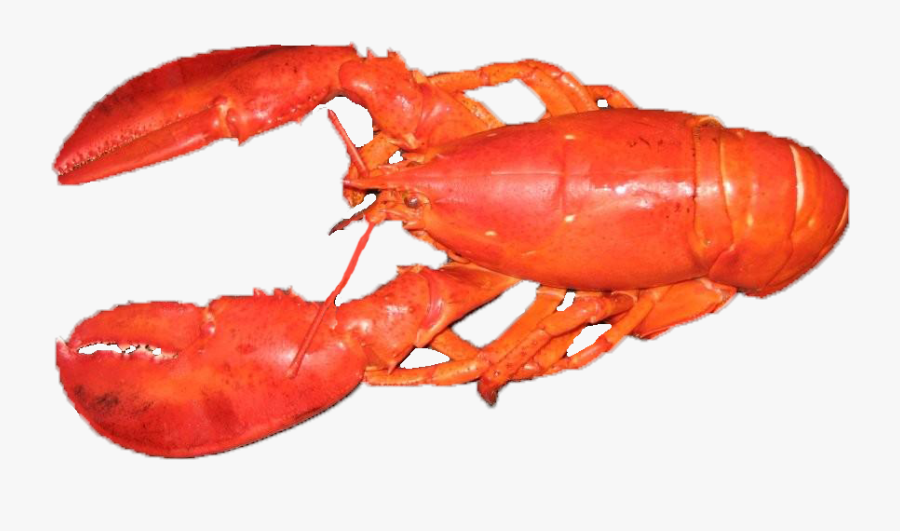 Lobster Png - American Lobster, Transparent Clipart