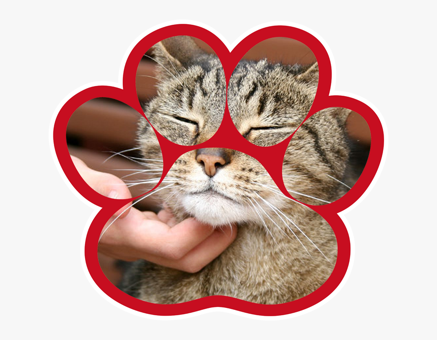 Can You Tell When Cats Are Happy, Transparent Clipart