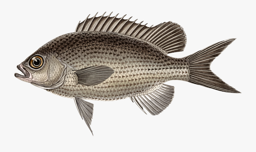 Heliases Multilineatus - Tilapia Drawing, Transparent Clipart