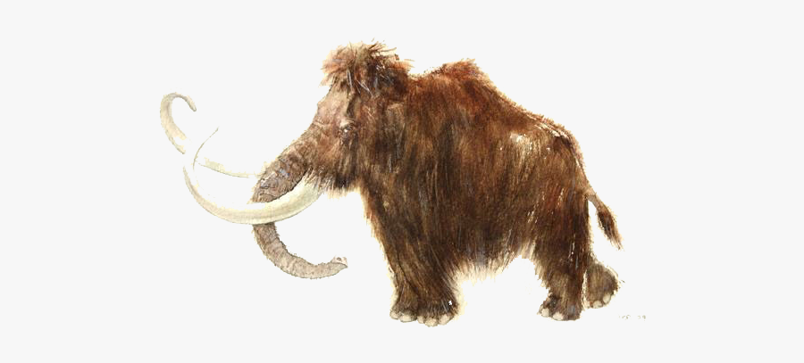 Rouffignac Cave Woolly Mammoth African Elephant Stone - Elephant, Transparent Clipart