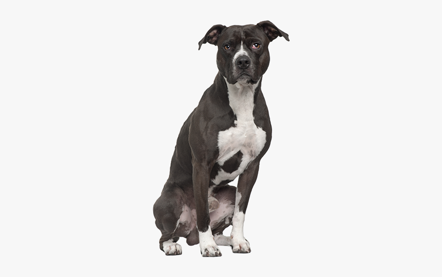 Pit Bull Terrier Png - Animal Shelter Adopt Cat, Transparent Clipart