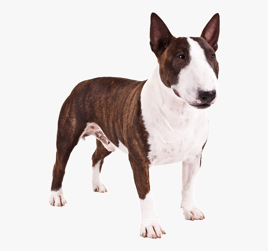Bull-terrier, Transparent Clipart