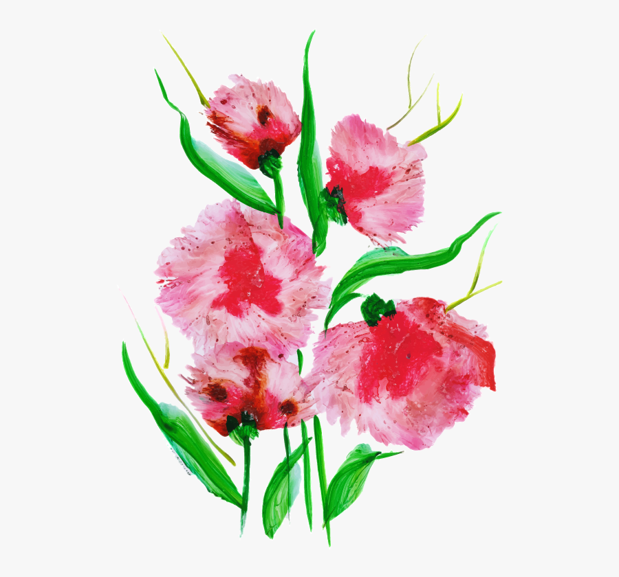 Sweet William, Transparent Clipart