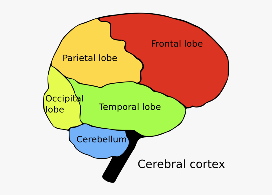 Parietal Cortex - Brain Cns And Pns, Transparent Clipart